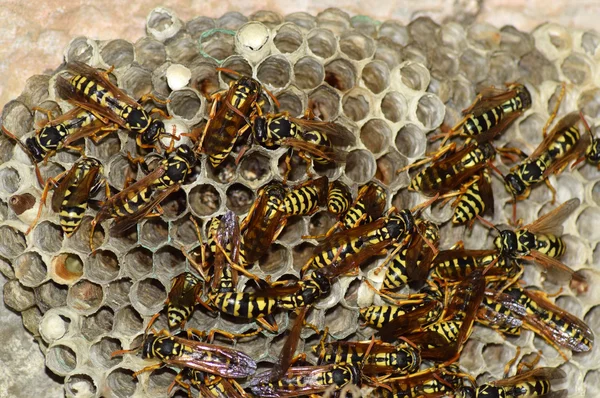 말벌은 말벌을 둥우리를 짓습니다 정치인 가족의 — 스톡 사진