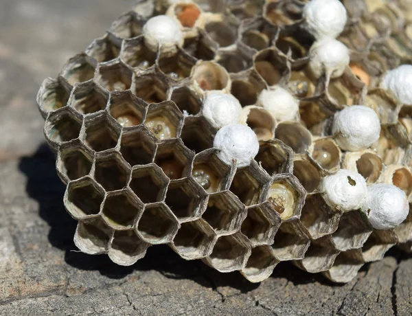 スズメバチの巣は 木の切り株の上に横たわる ハチの Polist クローズ アップの撮影はハチの家族の巣 — ストック写真