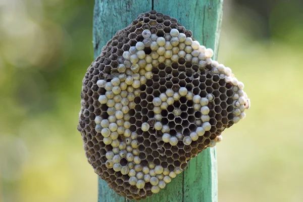 スズメバチの巣を木の板に接続されています。. — ストック写真