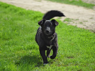 Yeşil çimenlerin üzerinde siyah köpek. Safkan köpek yard.