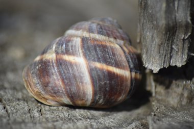 Büyük bir salyangoz lavabo. Koruyucu kabuk omurgasız yumuşakça.