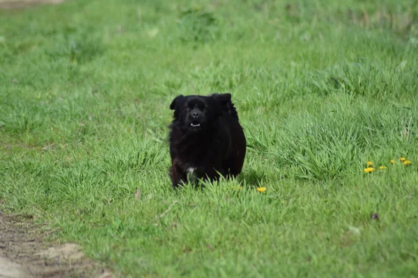 Svart Hund Det Gröna Gräset Stamtavla Hund Gård — Stockfoto