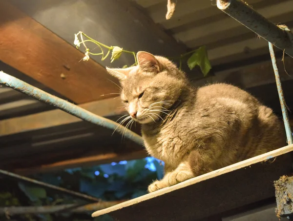 Ahumar Gato Luz Una Lámpara Incandescente Mascotas Patio Privado — Foto de Stock