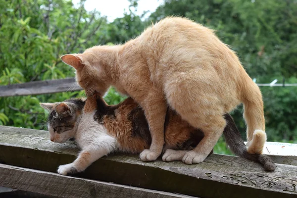 Páření Koček Domácích Přirozené Chování Zvířat — Stock fotografie