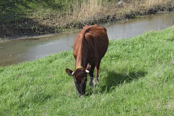 Cow grazing on the riverbank — Stock Photo, Image