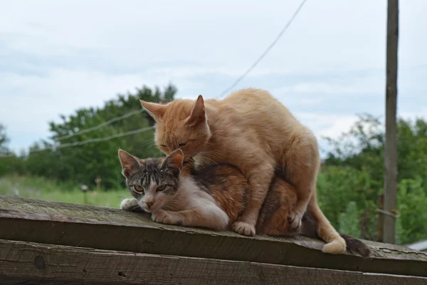 Paring Huiskatten Het Natuurlijke Gedrag Van Dieren — Stockfoto