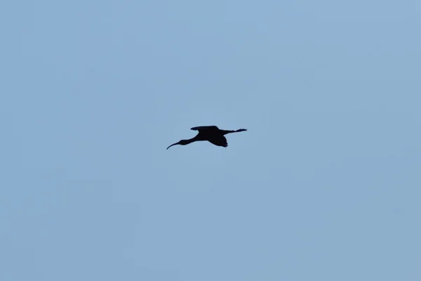 Vogelschnepfe Eine Schwarze Silhouette Eines Vogels Gegen Den Himmel — Stockfoto