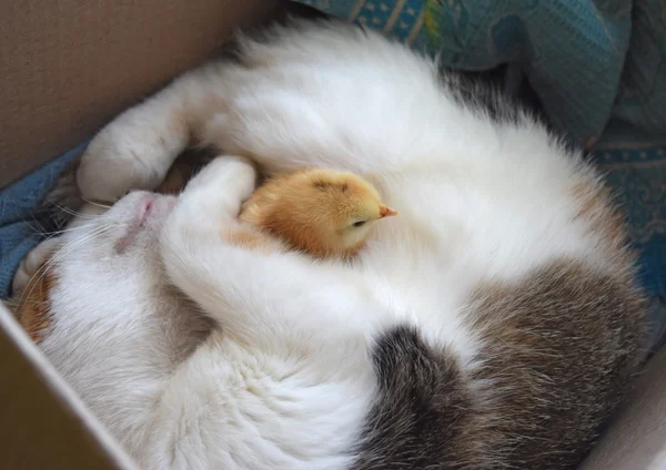 Kat Verwarmt Kip Kat Neemt Een Kip Voor Haar Cub — Stockfoto