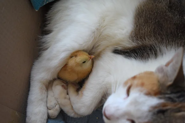 Kot Ogrzewa Kurczaka Kot Kurczaka Jej Cub — Zdjęcie stockowe