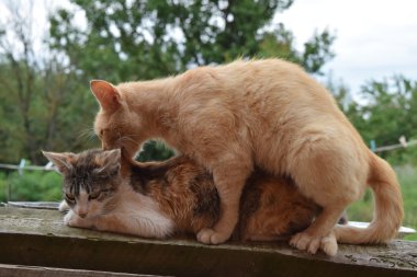 Yerli kedi çiftleşme. Hayvanların doğal davranış.