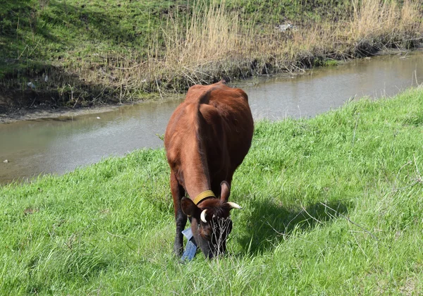 Cow Grazing Riverbank Brown Cow Eating Fresh Grass Banks Small — Stock Photo, Image