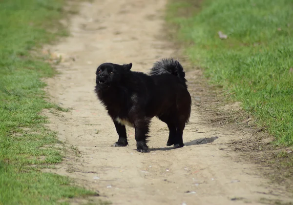Чорний Собака Брудній Дорозі Педиговий Собачий Двір — стокове фото