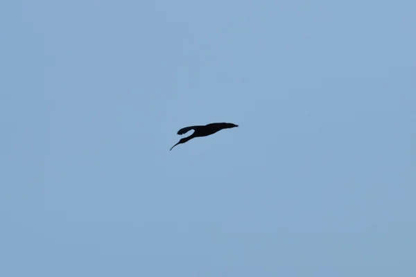 Vogelschnepfe Eine Schwarze Silhouette Eines Vogels Gegen Den Himmel — Stockfoto