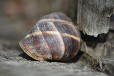 Büyük bir salyangoz lavabo. Koruyucu kabuk omurgasız yumuşakça.