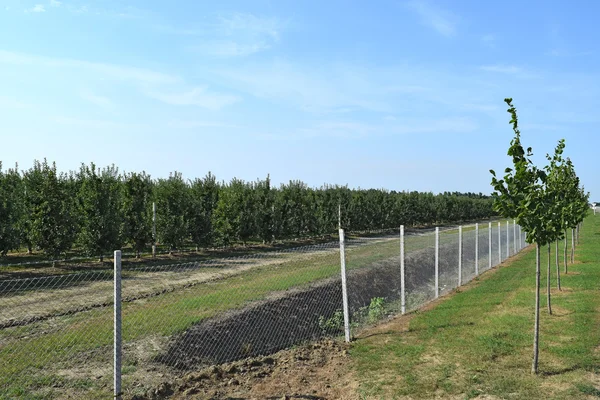 Young Apple Orchard Young Planting Apple Orchard Trellis Enclosed Fence — Stock Photo, Image