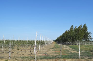 Genç elma bahçesi. Örgü örgü çit tarafından kapalı kafes üzerinde genç dikim elma bahçesi.