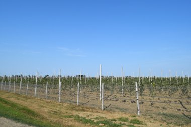 Genç elma bahçesi. Örgü örgü çit tarafından kapalı kafes üzerinde genç dikim elma bahçesi.