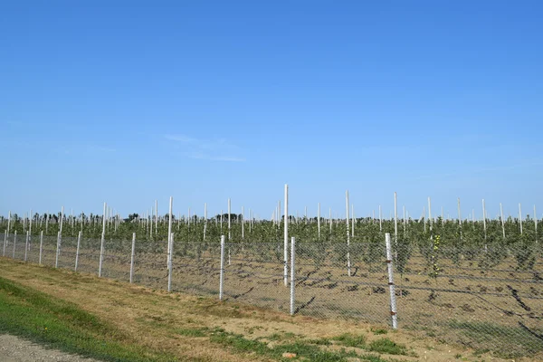 Genç elma bahçesi. Örgü örgü çit tarafından kapalı kafes üzerinde genç dikim elma bahçesi.