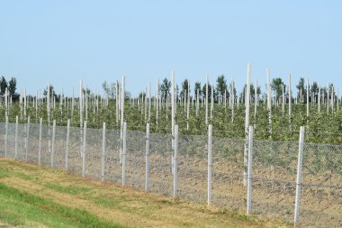 Genç elma bahçesi. Örgü örgü çit tarafından kapalı kafes üzerinde genç dikim elma bahçesi.