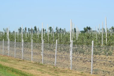Genç elma bahçesi. Örgü örgü çit tarafından kapalı kafes üzerinde genç dikim elma bahçesi.