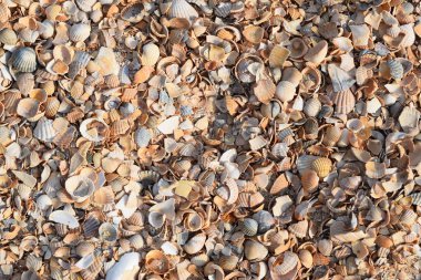 Shelly deniz kıyısı. Cockleshells ve kum arka plan.