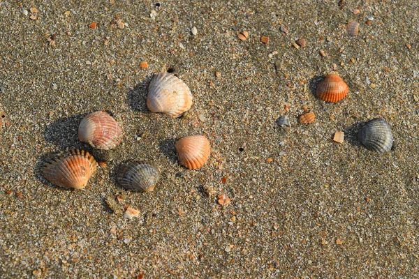 砂の上の つのシェル 軟体動物の貝の化石 — ストック写真