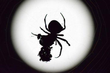 Ayın arka planında Araneus Spider. Ağ üzerinde gece örümceği.