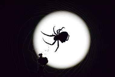 Ayın arka planında Araneus Spider. Ağ üzerinde gece örümceği.