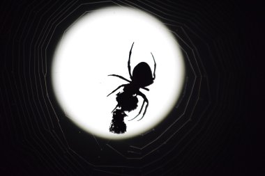 Ayın arka planında Araneus Spider. Ağ üzerinde gece örümceği.