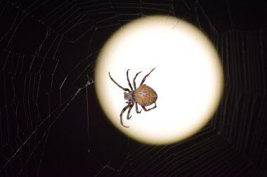 Araneus Spider on background of the moon clipart