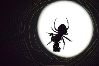 Arka plan ay Araneus örümcek