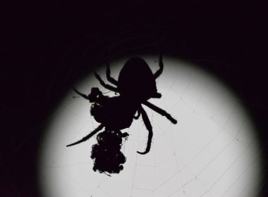 Ayın arka planında Araneus Spider. Ağ üzerinde gece örümceği.
