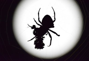 Arka plan ay Araneus örümcek