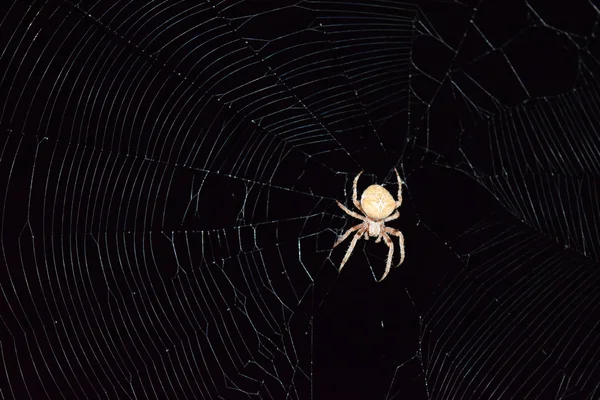 Araneus Spider Jagar Natten Natt Spindel Sin Web — Stockfoto