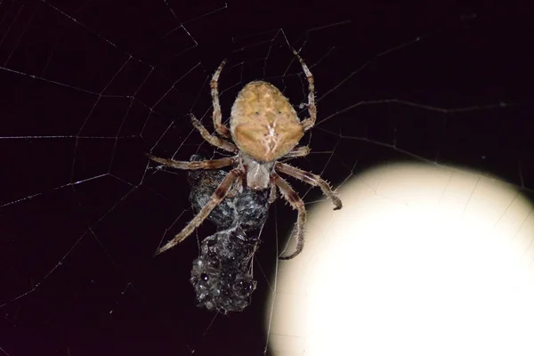 Αρανέας Αράχνη Στο Φόντο Του Φεγγαριού Νυχτερινή Αράχνη Στον Ιστό — Φωτογραφία Αρχείου