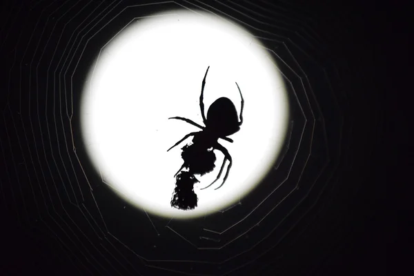 Araneus Spinne Auf Dem Hintergrund Des Mondes Nachtspinne Netz — Stockfoto