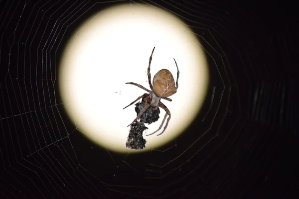 Araneus павук на фоні місяця — стокове фото