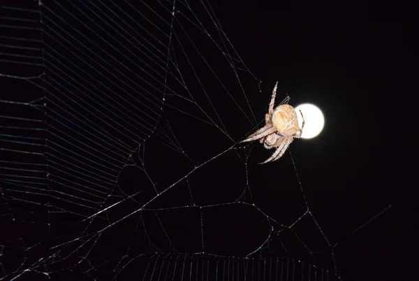 Pavouka Araneus na pozadí měsíce — Stock fotografie