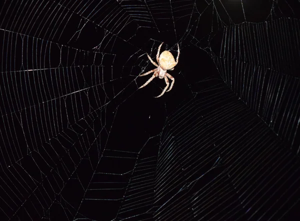 Pavouka Araneus Loví Noci Noční Pavouk Jeho Webu — Stock fotografie
