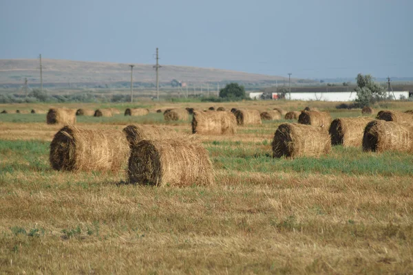 フィールドで干し草の山 夏の干し草 — ストック写真