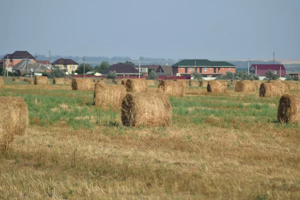 Haystacks Terreno Feno Verão — Fotografia de Stock