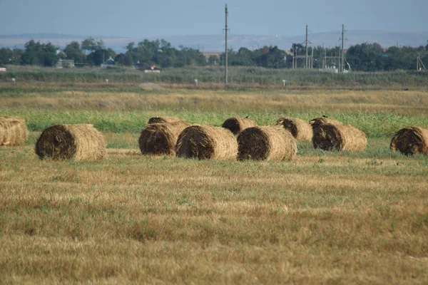 フィールドで干し草の山 夏の干し草 — ストック写真