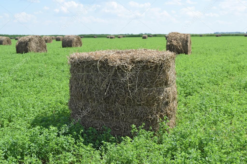 Haystacks rolled up in bales of alfalfa