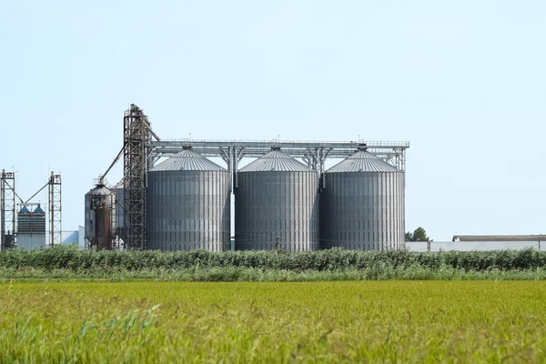 Rijst plant in het midden van de velden — Stockfoto