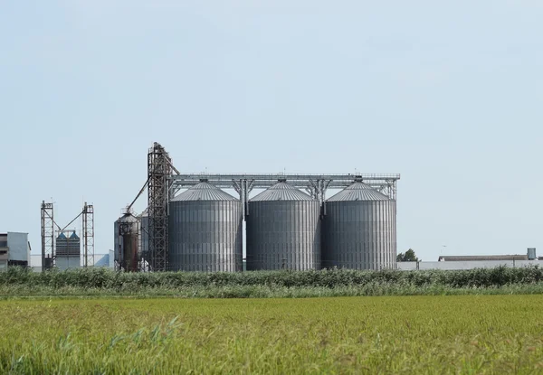 Rijst plant in het midden van de velden — Stockfoto