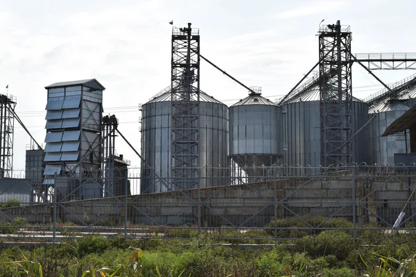 De rijst plant — Stockfoto