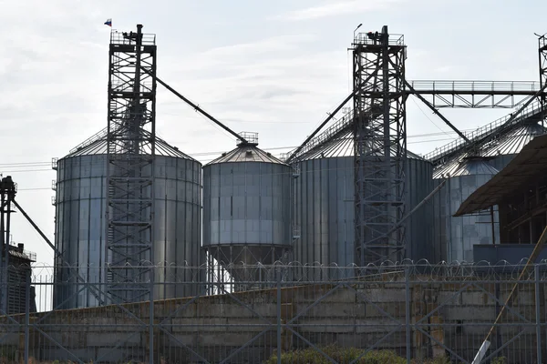 De rijst plant — Stockfoto