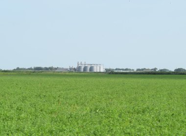 Depolama ve tahıl işlenmesi için bitki