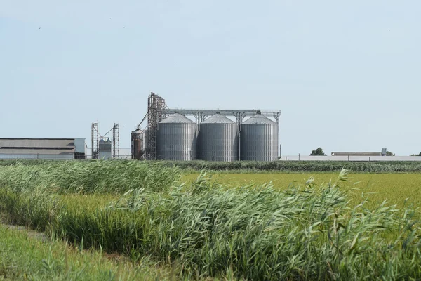 Rijst plant in het midden van de velden — Stockfoto