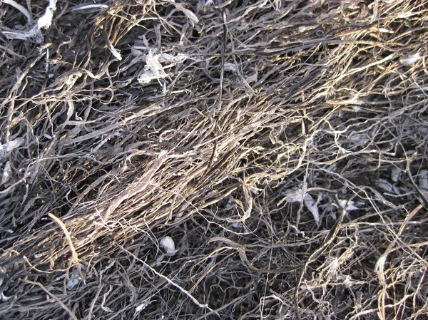 Hintergrund Aus Der Asche Des Verbrannten Grases Pflanzenasche Auf Dem — Stockfoto